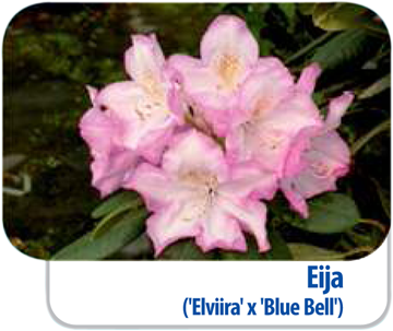 Rhododendron Eija