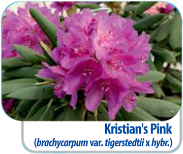 Kristian's Pink
