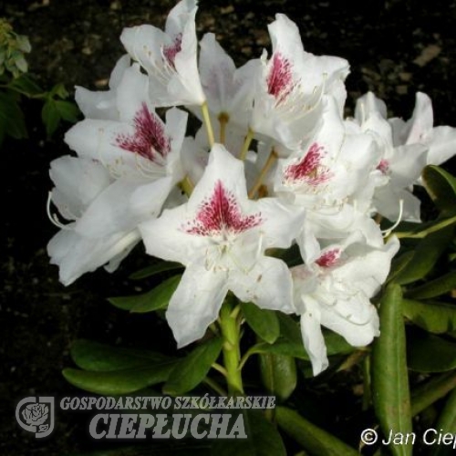 P.M.A. Tigerstedt - Рододендрон - P.M.A. Tigerstedt - Rhododendron