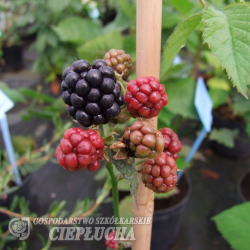 Rubus fruticosus Thornfree - Blackberry - Rubus fruticosus Thornfree