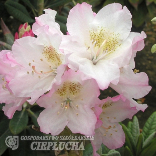 St. Michel - Рододендрон гибридный - St. Michel - Rhododendron hybridum