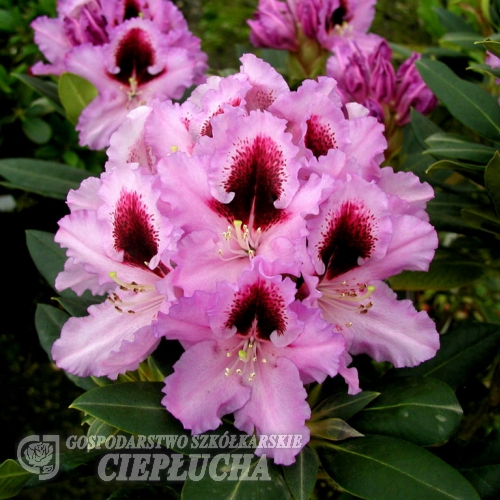 Kabarett - Rhododendron hybrid - Kabarett - Rhododendron hybridum