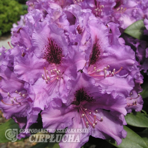 Azurro - Rhododendron hybrid - Azurro - Rhododendron hybridum