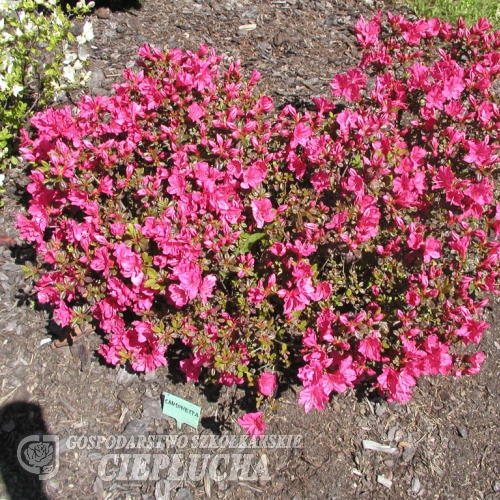 Canzonetta - Japanese azalea - Canzonetta - Rhododendron
