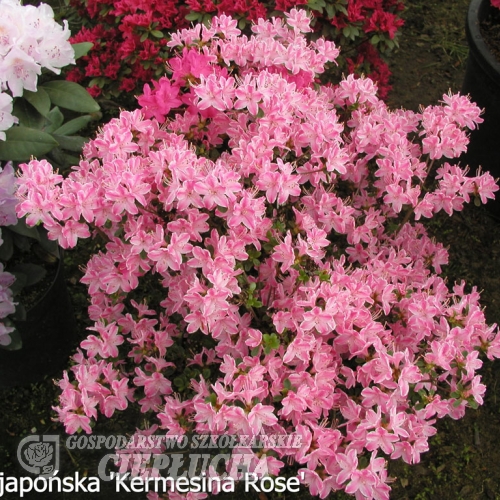 Kermesina Rosé - Japanese azalea - Kermesina Rosé - Rhododendron