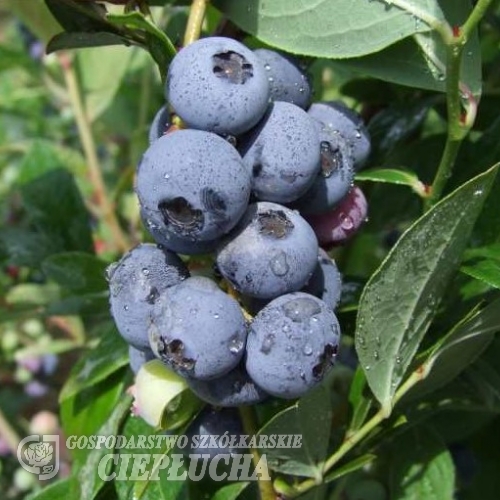 Goldtraube - Highbush Blueberry - Goldtraube - Vaccinium corymbosum