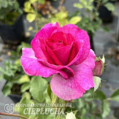 Violette Perfume - Climbing Rose - Rosa - Violette Perfume