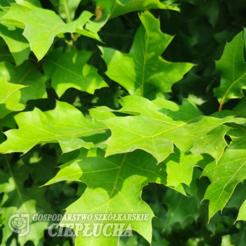 Quercus palustris 'Green Dwarf'   - Pin oak - Quercus palustris 'Green Dwarf'