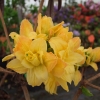 Csardas - Azalea - Csardas - Rhododendron (Azalea)