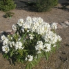 P.M.A. Tigerstedt - różanecznik wielkokwiatowy - P.M.A. Tigerstedt - Rhododendron