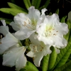 St. Michel - Rhododendron hybrid - St. Michel - Rhododendron hybridum