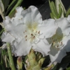 St. Michel - Rhododendron hybrid - St. Michel - Rhododendron hybridum