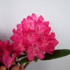 Zygmunt III Waza ROYAL CRIMSON PBR - Rhododendron hybrid - Zygmunt III Waza ROYAL CRIMSON PBR - Rhododendron hybridum