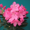 Królowa Bona ROYAL CANDY - Rhododendron hybrid - Królowa Bona ROYAL CANDY - Rhododendron hybridum