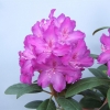 Bolesław Chrobry ROYAL LILAC PBR - Рододендрон гибридный - Bolesław Chrobry ROYAL LILAC PBR - Rhododendron hybridum