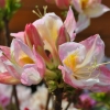 Satomi - Azalea - Satomi - Rhododendron (Azalea)