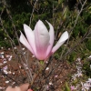 x soulangeana 'Heaven Scent' - saucer magnolia - Magnolia x soulangeana 'Heaven Scent'