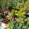 Gaultheria procumbens - Eastern teaberry, Checkerberry, Boxberry - Gaultheria procumbens