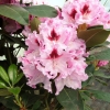 Królowa Jadwiga ROYAL BUTTERFLY PBR - Rhododendron Hybride - Królowa Jadwiga ROYAL BUTTERFLY PBR - Rhododendron hybridum