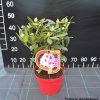 Królowa Jadwiga ROYAL BUTTERFLY PBR - różanecznik wielkokwiatowy - Królowa Jadwiga ROYAL BUTTERFLY PBR - Rhododendron hybridum