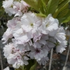 Prunus serrulata 'Amanogawa' - Japanese Flowering Cherry - Prunus serrulata 'Amanogawa'