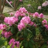 Kristian's Pink - Rhododendron hybrids - Kristian's Pink  - Rhododendron hybridum