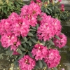 Jan III Sobieski ROYAL AMARANTH - Рододендрон гибридный - Jan III Sobieski ROYAL AMARANTH - Rhododendron hybridum