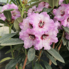 Karlštejn - Rhododendron hybrid - Rhododendron hybridum 'Karlštejn'