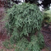 Picea abies 'Inversa' - świerk pospolity - Picea abies 'Inversa'