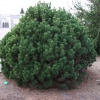 Pinus mugo 'Mops' - Mountain Pine - Pinus mugo 'Mops'