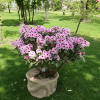 Królowa Jadwiga ROYAL BUTTERFLY PBR - Рододендрон гибридный - Królowa Jadwiga ROYAL BUTTERFLY PBR - Rhododendron hybridum