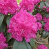 Lipnice - różanecznik wielkokwiatowy - Rhododendron hybridum 'Lipnice'