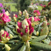 Jan III Sobieski ROYAL AMARANTH - Rhododendron Hybride - Jan III Sobieski ROYAL AMARANTH - Rhododendron hybridum