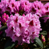 Królowa Jadwiga ROYAL BUTTERFLY PBR - Рододендрон гибридный - Królowa Jadwiga ROYAL BUTTERFLY PBR - Rhododendron hybridum