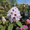 Calsap - różanecznik wielkokwiatowy - Calsap - Rhododendron hybridum