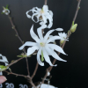 Royal Star - star magnolia - Royal Star - Magnolia stellata