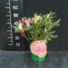 Vranov PBR - Rhododendron hybrid - Rhododendron hybridum 'Vranov' PBR