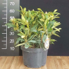 Calsap - Рододендрон гибридный - Calsap - Rhododendron hybridum