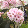 Prunus serrulata 'Amanogawa' - Japanese Flowering Cherry - Prunus serrulata 'Amanogawa'