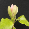 Woodsman - Magnolia ×brooklynensis - magnolia - Woodsman - Magnolia ×brooklynensis; (magnolia acuminata x magnolia liliiflora)