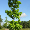 Catalpa bignonioides 'Aurea' - Gewöhnliche Trompetenbaum - Catalpa bignonioides 'Aurea'