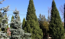 Picea abies 'Cupressina' - Norway spruce - Picea abies 'Cupressina'