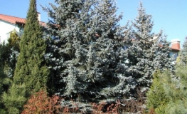 Picea pungens 'Hoopsii' - Stech-Fichte ; Blaufichte - Picea pungens 'Hoopsii'