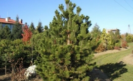 Pinus mugo 'Gnom' - Mountain pine - Pinus mugo 'Gnom'