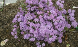 Amethyst - Rhododendron impeditum ; Rhododendron Dwarf Hybrids - Amethyst - Rhododendron impeditum