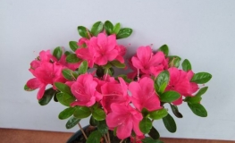 Rubinstern - Azalia japońska - Rubinstern - Rhododendron