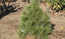 Pinus heldreichii  'Malinki' - Bosnian pine - Pinus heldreichii 'Malinki' ; Pinus leucodermis