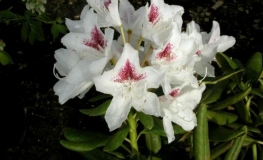 P.M.A. Tigerstedt - różanecznik wielkokwiatowy - P.M.A. Tigerstedt - Rhododendron