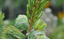 Pinus parviflora 'Ryu-ju' - Japanese White Pine - Pinus parviflora 'Ryu-ju'