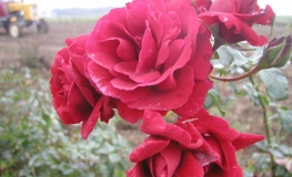 Sympathie - Climbing Rose - Rose Sympathie